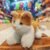 Boneka